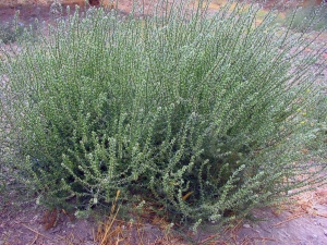Barella (Salsola)