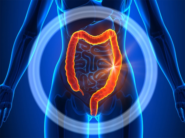 Intestinos y colon